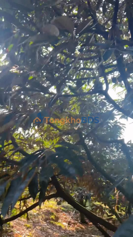 Đất Vườn Sầu Riêng 4000m² Đồng Nai - Sổ Riêng, Xe Hơi Tới Nơi, Thu Hoạch Quanh Năm