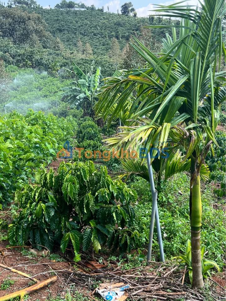 Đất Thôn 10 Phường 2 Bảo Lộc 1440m² 2.88 tỷ - Sổ đỏ chính chủ