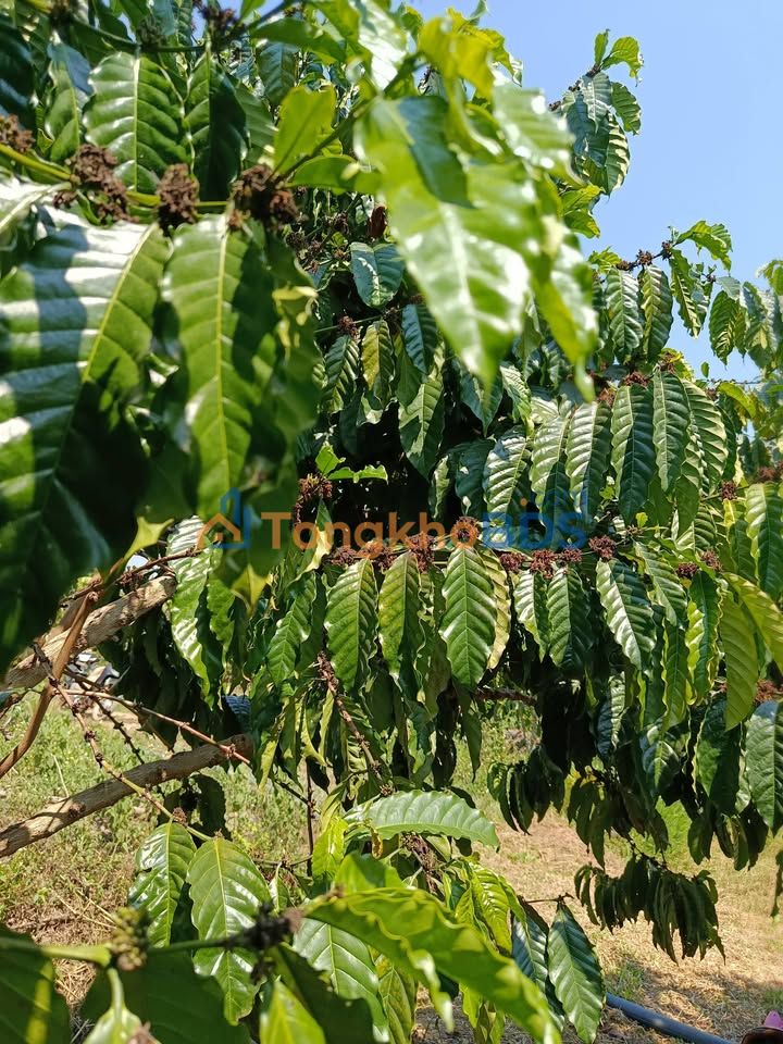 Đất nền Suối Lớn 14.000m² giá 3,7 tỷ - Sổ đỏ rõ ràng, xe máy vào tận chân đất