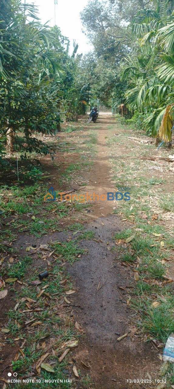 Bán Gấp Farm 1.6ha Ea Kao - 400 Cây Sầu Riêng, Giá 630 Triệu/Sào