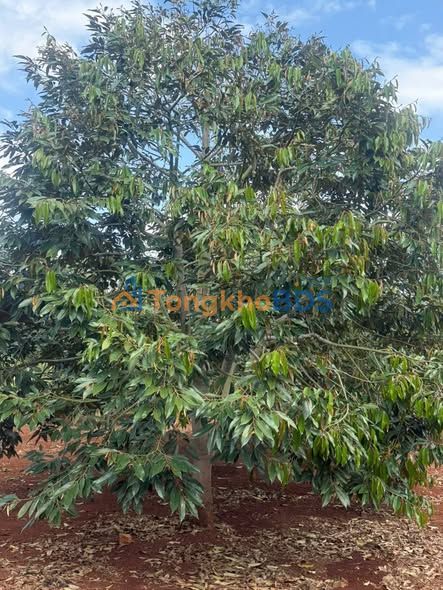 Bán đất 360m² Phường Tự An, Buôn Ma Thuột - Gần Bệnh viện mới