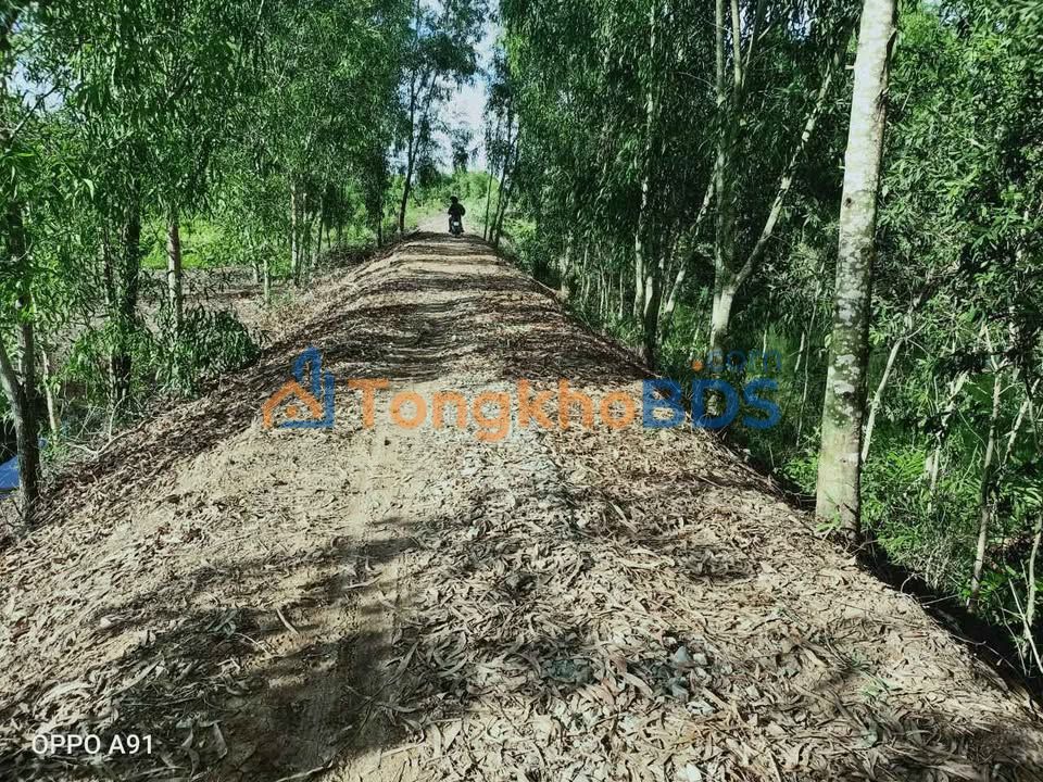 Đất nền Thạnh Hòa Bến Lức 1ha 370 triệu - Sổ đỏ chính chủ