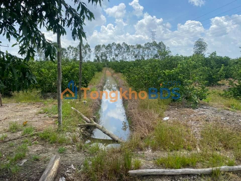 Đất vườn Thạnh Hòa Bến Lức 5.452m² 2.55 tỷ - Sổ đỏ chính chủ