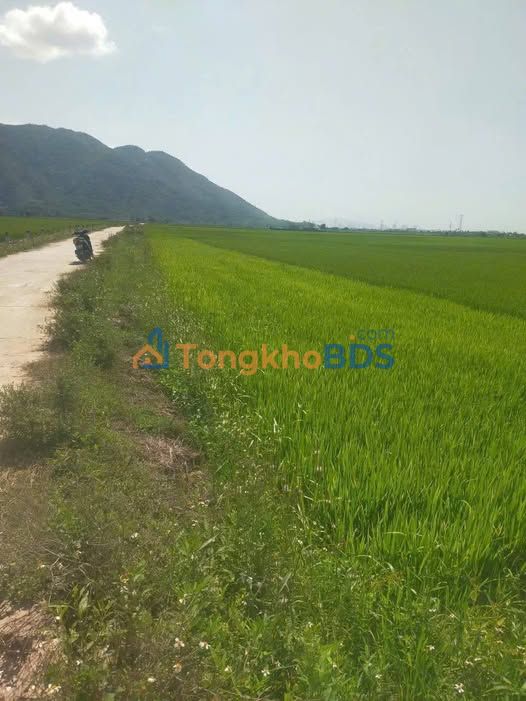 Bán Đất Vườn Diên Điền 676.9m² - Mặt Tiền Đường Bê Tông 10m