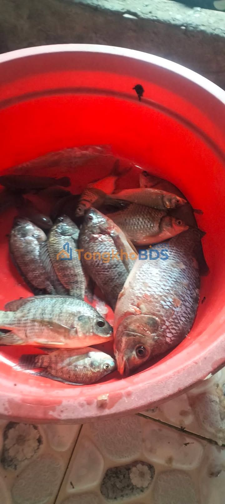 Đất ruộng Phú Cường Tam Nông 127000m² 19.05 tỷ - Tiềm năng tăng giá