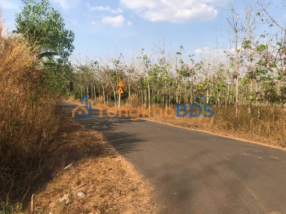 Đất Vườn Lộc Ninh, Bình Phước - 2291m² Nhãn Trĩu Cành, Mặt Tiền 40m, Giá 1.75 Tỷ