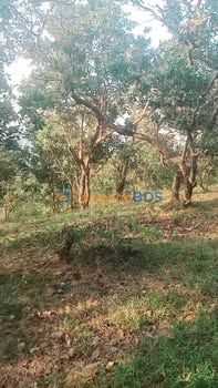 Đất vườn Quảng Tiến 1,2ha 890 triệu - Đầu tư dài hạn