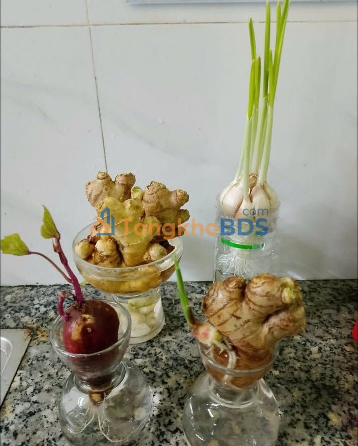 Phòng Trọ Riêng Biệt Hẻm Ô Tô, TTTP Quảng Ngãi - Giá 1.5 Triệu/Tháng