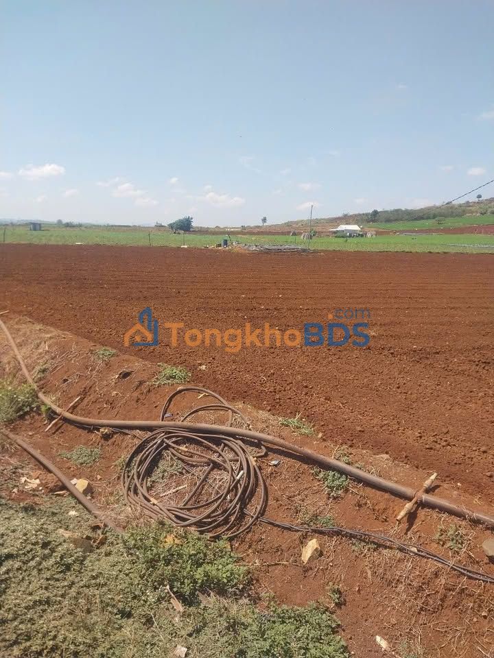 Đất Farm 2ha Lâm Hà - Sổ hồng sẵn, giá tốt 41 tỷ