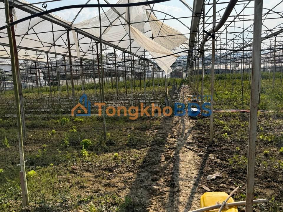 Bán Gấp 5000m² Vườn Tâm Huyết Tại Lạc Dương - Giá Tốt