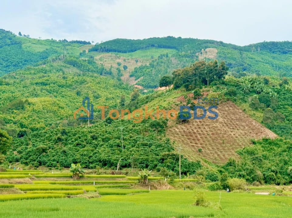 Bán Gấp 2ha Đất Vườn Cà Phê View Đẹp Tại Đam Rông, Lâm Đồng - Sẵn Sàng Kinh Doanh