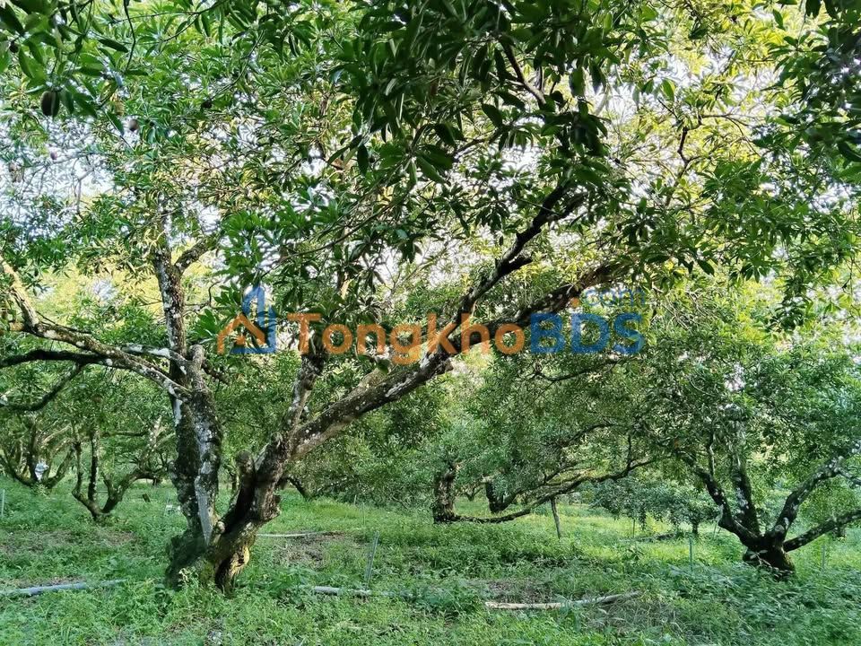 Farm Kim Sơn 2.385m2 1.439 tỷ - Đầu tư dài hạn