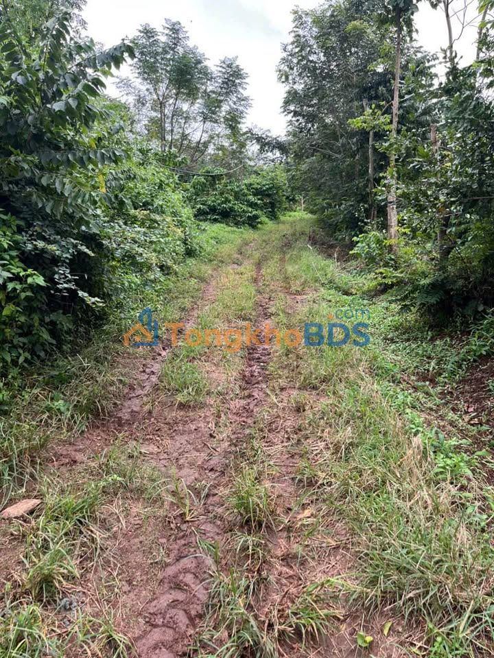 Đất nền Phú Xuân Nhà Bè 2628m² 2,701 tỷ - Tiềm năng tăng giá