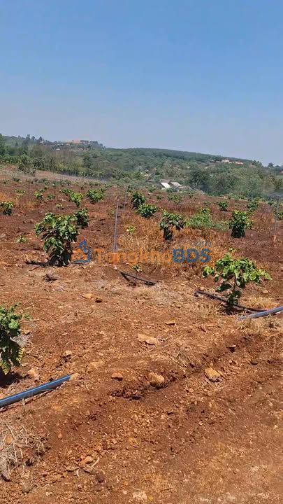 Đất nền Đắk N'Drót 10ha 1.8 tỷ/ha - Hạ tầng hoàn thiện