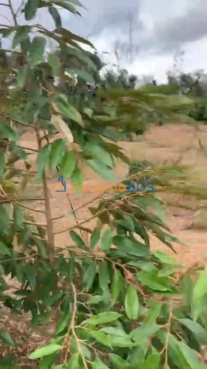 Đất rẫy Phú Yên Đường tránh Đông 3.240m² 7.65 tỷ - Sổ đỏ chính chủ