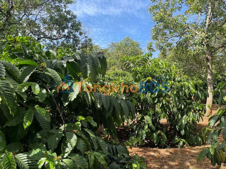 Bán Đất Vườn Đắk Nông 12.000m² - Giá 2 Tỷ, Sẵn Ao Hồ