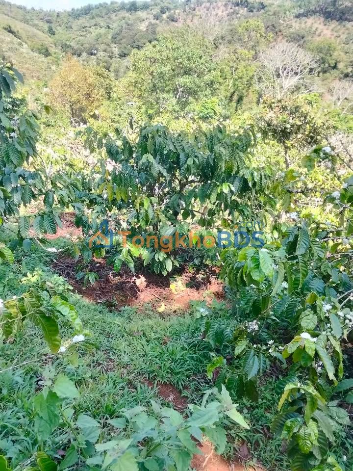Bán gấp 12.000m² đất rẫy Đắk Nông, full cà phê, sổ đỏ chính chủ