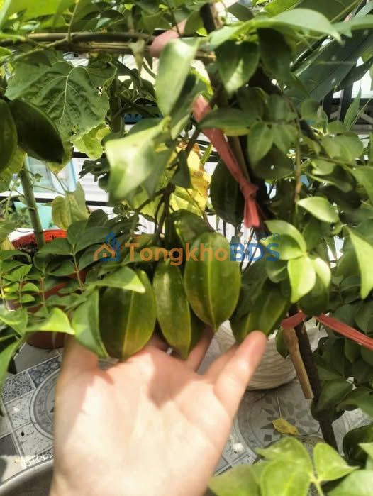 Đất nền Bình Mỹ Củ Chi 48m2 240 triệu - Đường ô tô