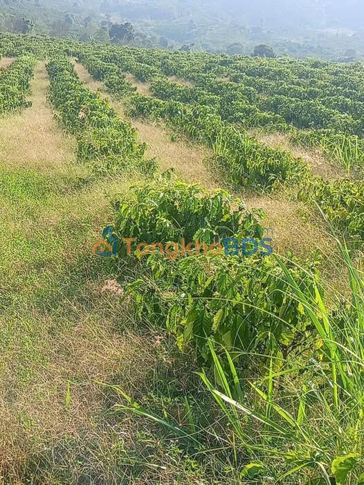 Đất nền Đinh Trang Thượng 5ha 44.444 tỷ - Sổ đỏ chính chủ