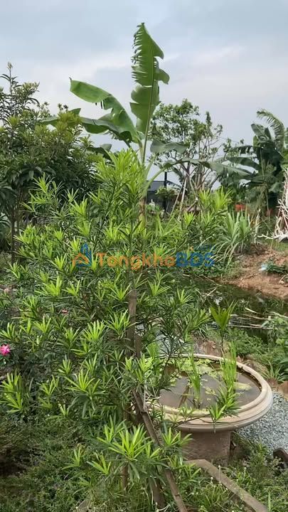 Đất nông nghiệp An Khánh 1080m² 1,296 tỷ - Sổ đỏ chính chủ