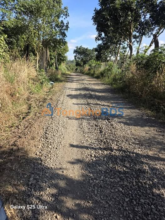 Bán gấp Farm 6300m² Đắk Lắk - Sầu riêng kinh doanh, sổ hồng sẵn