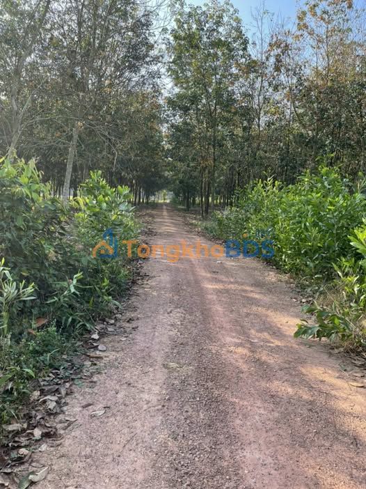 Bán Đất Nền Phú Giáo 520m² - Sổ Đỏ Rõ Ràng, Giá Đầu Tư Tốt