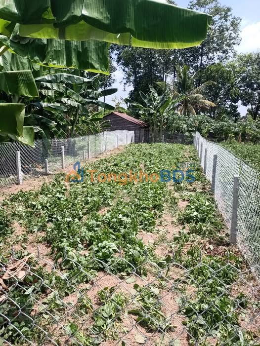 Đất thổ cư xã Hòa An 143m² 570tr - Sổ đỏ chính chủ