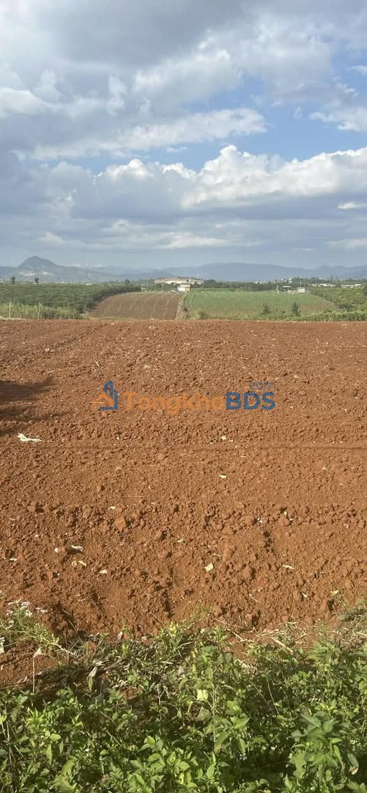 Bán 18.000m² Đất Vườn Tân Hội, Đức Trọng - Tiềm năng nông nghiệp công nghệ cao