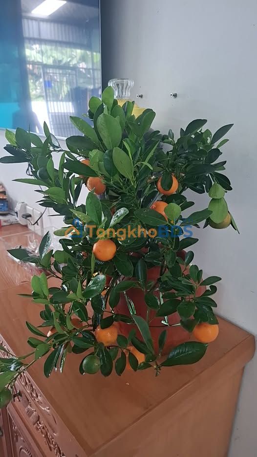 Đất Nền 50m² An Dương, Hải Phòng - 2 Mặt Ngõ Rộng, Giá 1.75 Tỷ