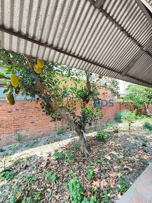 Nhà sân vườn Long Hoa Tây Ninh 274m² 1.49 tỷ - Chính chủ bán