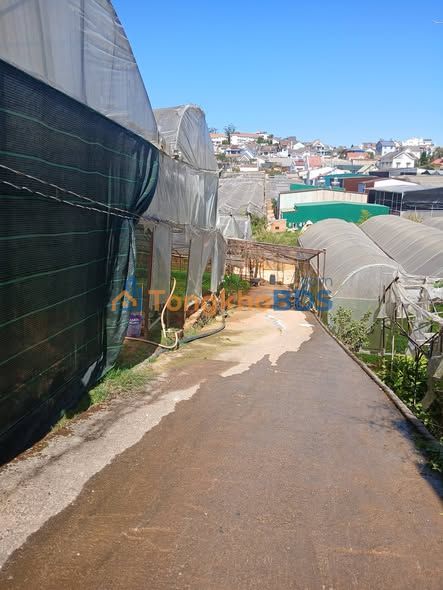 Đất nền Phường 8, Đà Lạt 1000m² 8 tỷ - Sổ đỏ chính chủ