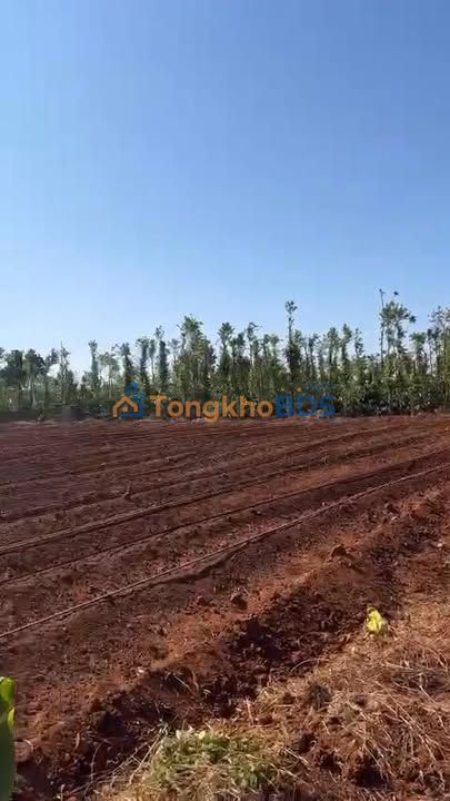 Bán 2ha Đất Đỏ Bazan Cư M'gar - Sổ Hồng Chính Chủ, Sẵn Sàng Đầu Tư