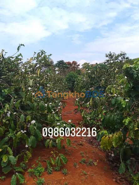 Đất 1,3ha Thôn 8 Đăk Ha 1,5 tỷ - Sổ đỏ chính chủ