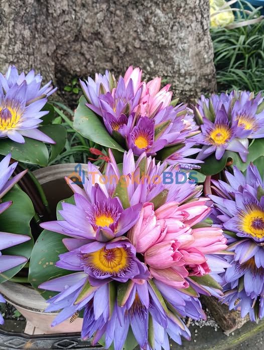 Bán Đất Phúc Thọ 88m² Sổ Đỏ - Đường Ô Tô 7 Chỗ, Giá 1.6 Tỷ