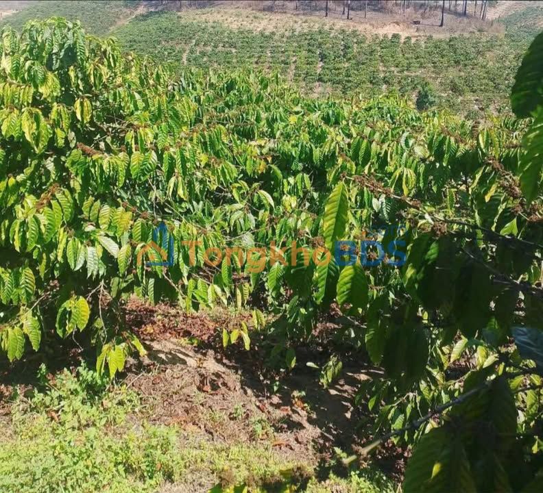 Đất nền Tân Thanh Lâm Hà 2ha 170tr/năm - Đường to ô tô