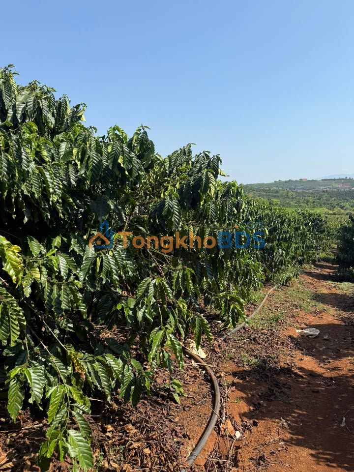 Bán Đất Vườn Lâm Hà 32000m² - Sẵn 400m² Thổ Cư, Giá 4.8 Tỷ