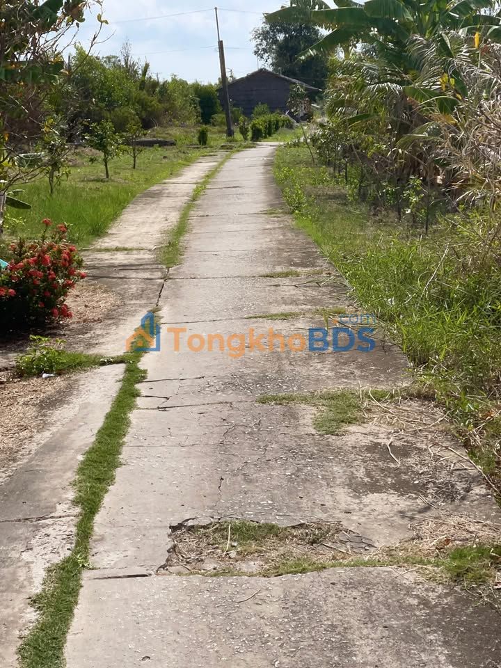 Farm Tân Dân Đầm Dơi 15.000m² 1.65 tỷ – Đầu tư dài hạn