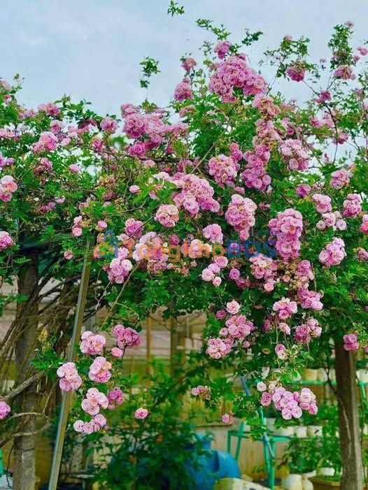 Đất thổ cư 208m² mặt tiền Võ Nguyên Giáp, Măng Đen - Giá 9 tỷ