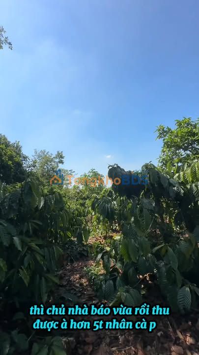 Bán Gấp Đất Vườn Đắk Nông 15.000m² - Pháp Lý Đầy Đủ