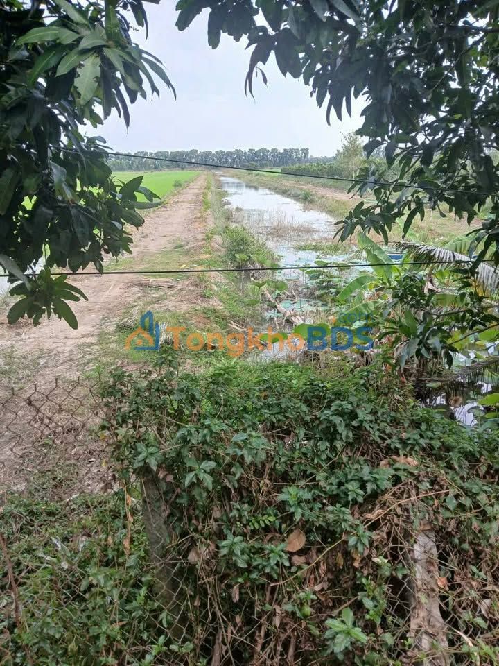 Đất vườn Bình Tấn Thanh Bình 12 công - Đầu tư dài hạn