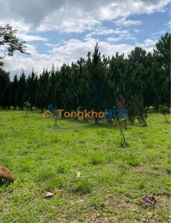 Đất Nền Bảo Lâm 1.975m² - 2 Mặt Tiền QL55, Sẵn Sàng Nghỉ Dưỡng