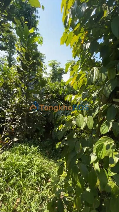 Đất nền Thôn 8 Tân Hà 2340m² 1.75 tỷ - Sổ đỏ chính chủ