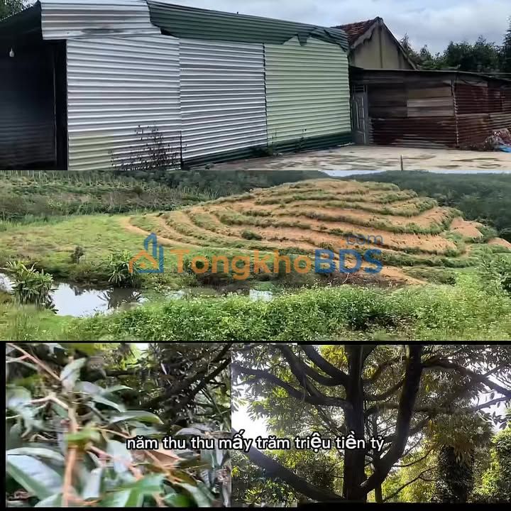 Đất Nền Lâm Đồng 4.5ha - Sầu Riêng Năng Suất Cao - Giá Đầu Tư 6.9 Tỷ