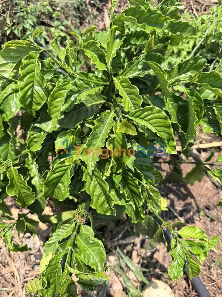 Bán Gấp 1.8ha Đất Vườn Trồng Cafe Tơ Tại Chư Pưh, Gia Lai - Giá 500 Triệu