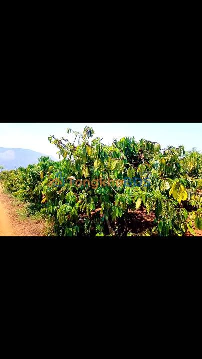 Đất vườn Đăk Krong Gia Lai 1.440m² thỏa thuận - Đầu tư dài hạn