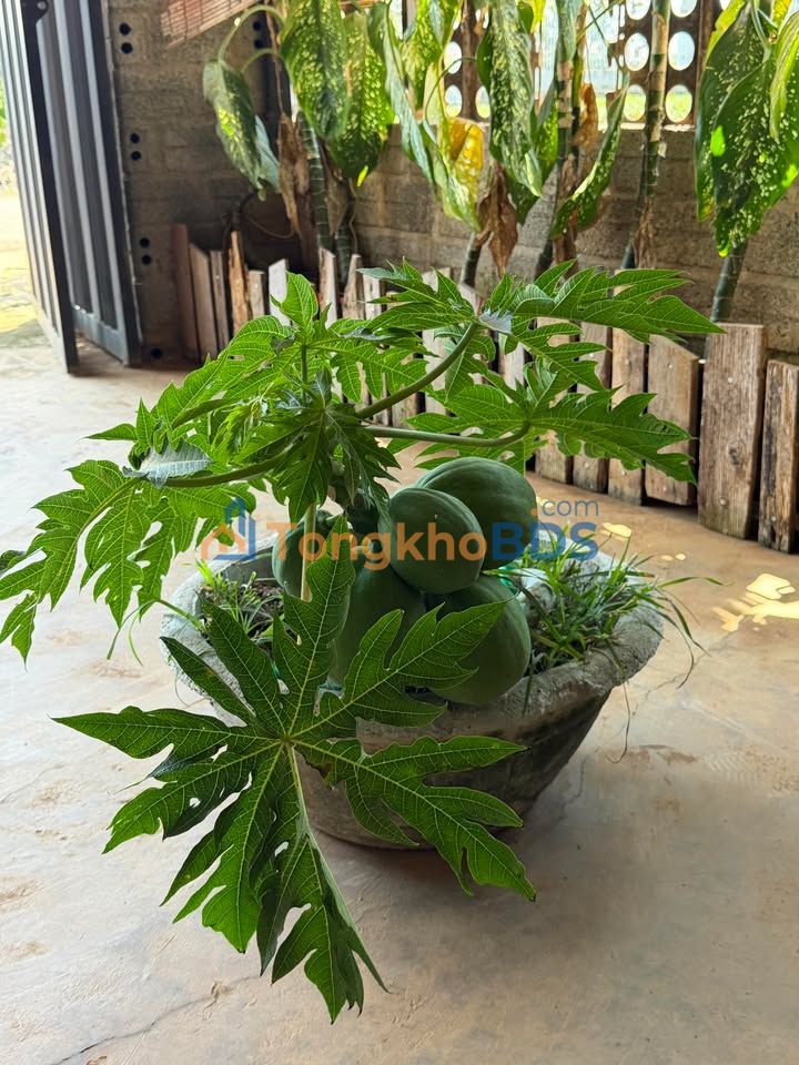 Đất nền Tô Hiệu Pleiku 113m² 4xx - Đường ô tô