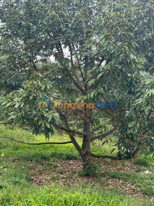 Bán Đất Vườn 2ha Lâm Đồng - Sổ Đỏ Riêng, Mặt Tiền Nhựa 100m