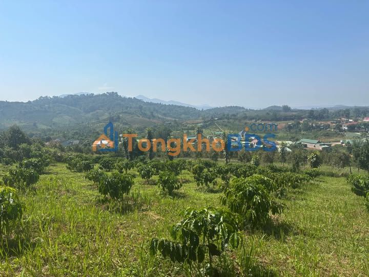 Bán Gấp 3.3ha Farm Xã Lộc Bắc, Bảo Lâm - Vườn Trái Cây Trù Phú, Sẵn Sổ Đỏ