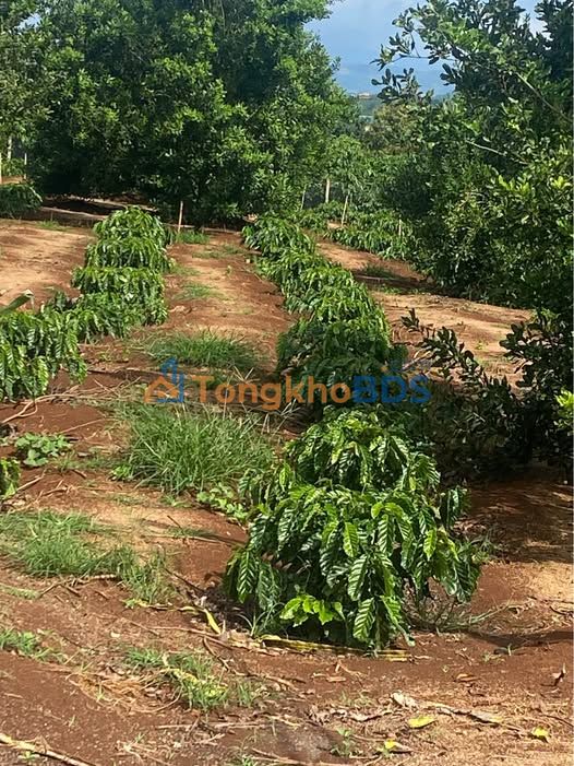 Đất nền Tân Hà Lâm Hà 1.000m² 4 tỷ - Đường to ô tô