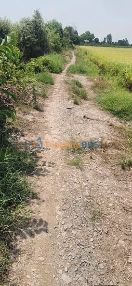 Đất Lúa Long Thạnh, Thủ Thừa 2013m² - Sổ Hồng Chính Chủ